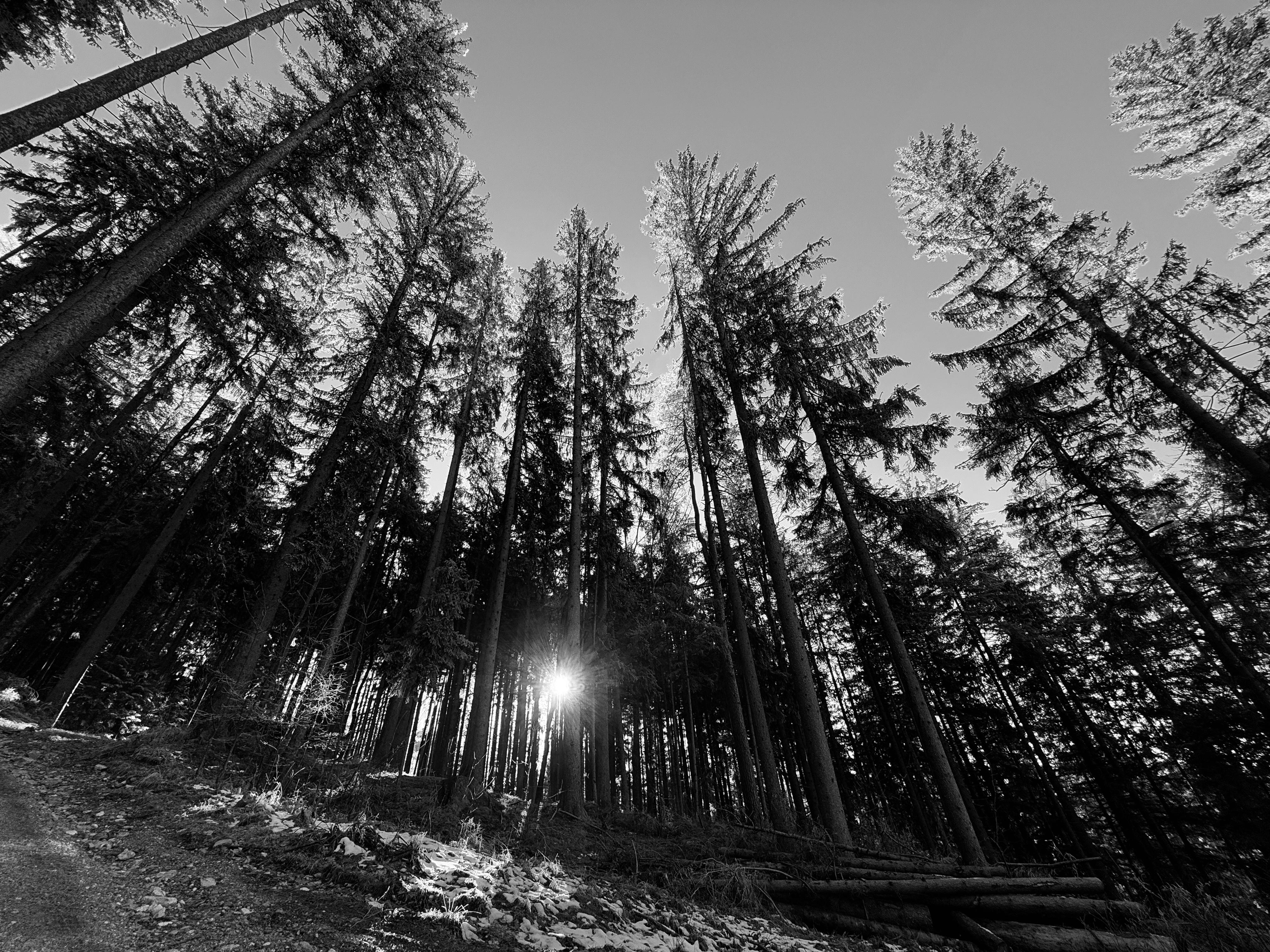 Baumlandschaft als Hintergrundbild des Vertrauensbereichs